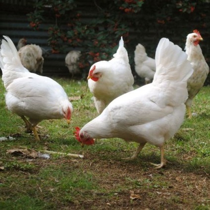 Productivitate și Leghorn descriere pui cu fotografii (productivitate) Productivitate și Leghorn descriere pui cu fotografii