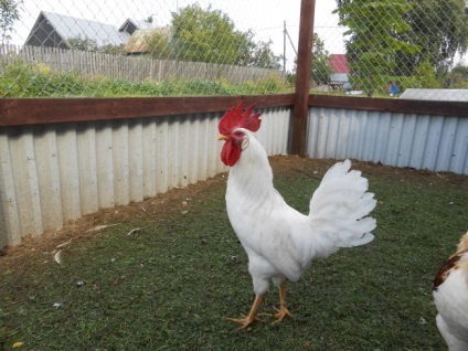 Productivitate și Leghorn descriere pui cu fotografii (Leghorn găini rase) Productivitate și Leghorn descriere pui cu fotografii