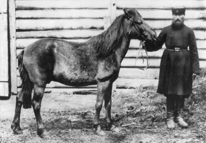 Originea și istoria calului, calul fericit (aproximativ un milion de acum) Originea și istoria cal, cal fericit