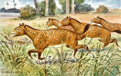 Originea și istoria calului, calul fericit (Hyracotherium strămoș cele mai vechi) Originea și istoria cal, cal fericit