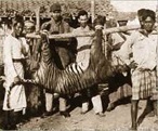 Originea tigri (Tigrii) originea tigri