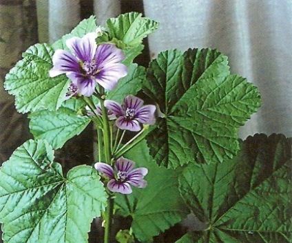 Mallow - Gradina Siberia (terapeutice) Mallow - Gradina Siberia