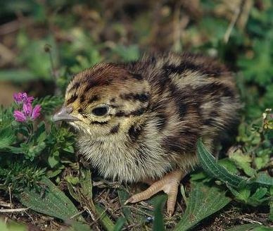Bird descriere Partridge și fotografii (Partridge) Bird descriere Partridge și fotografii