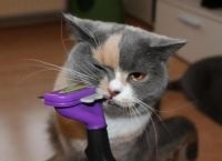 Pieptene pentru pisici (pieptene) Pieptene pentru pisici