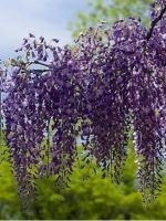 Plante de amenajare a teritoriului (peisaj) Plante de amenajare a teritoriului