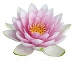 Plantele și utilizarea lor în produsele cosmetice (Îngrijirea feței Îngrijirea pielii) Plantele și aplicarea lor în produsele cosmetice