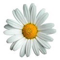 Plantele și utilizarea lor în produsele cosmetice (de îngrijire a pielii feței) Plantele și aplicarea lor în produsele cosmetice