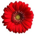 Plantele și utilizarea lor în produse cosmetice (plante) Plantele și aplicarea lor în produsele cosmetice