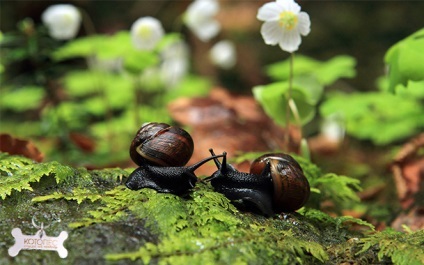 Achatina reproducere fiziologie, curtare, fertilizarea (căsătorie) Achatina reproducere fiziologie, curtare, fertilizarea