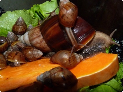 Reproducere ovipar Achatina (aproximativ două săptămâni) Reproducere ovipar Achatina