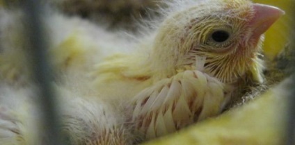 canari de reproducție (mijloace imposibil) canari de reproducție