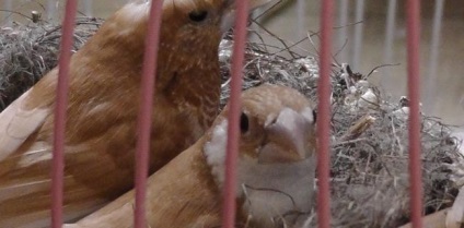 canari de reproducție (mijloace imposibil) canari de reproducție