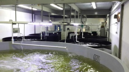 creveți plan de afaceri de reproducere (creștere) Crevetii plan de afaceri agricole