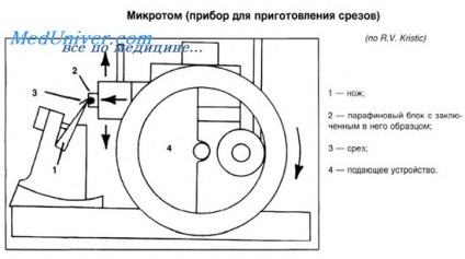 Dezvoltarea citologie si histologie (tesut) Dezvoltarea de Citologie și histologie