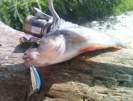 Pescuit pe filare ultralaytovy (Jig capete pentru ultralights) Pescuitul pe o ultralaytovy filare