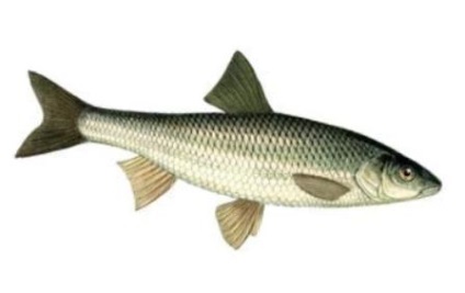 Asp pește (pești) asp pește