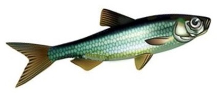 Asp pește (pești) asp pește