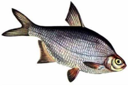 Asp pește (asp pește) asp pește