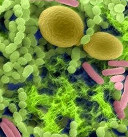 Rolul bacteriilor in viata unei persoane (bacterii) Rolul bacteriilor in viata unei persoane