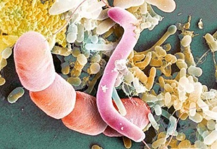 Rolul bacteriilor in viata unei persoane (viata) Rolul bacteriilor in viata unei persoane