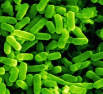 Rolul bacteriilor in viata unei persoane (rol) Rolul bacteriilor in viata unei persoane