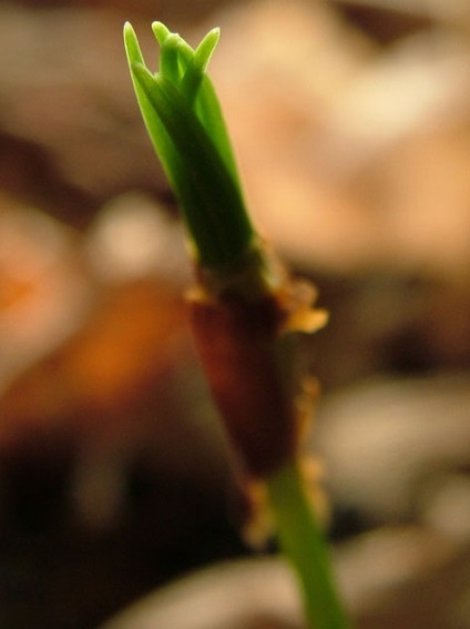 germ Cedar (germ) cedru Rostock