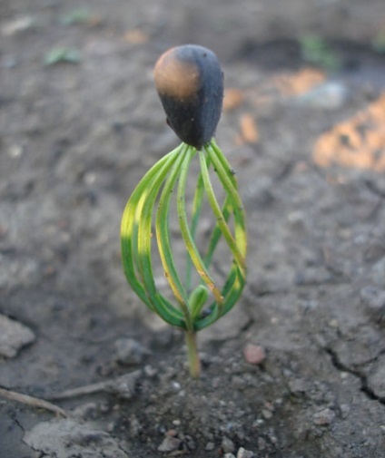 cedru Sprout (cedru) cedru Rostock