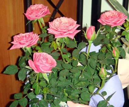 Rose - fotografie rosa, condițiile de creștere, îngrijire și reproducerea (înmulțirea) Rose - fotografie rosa, în creștere condiții, îngrijire și propagare