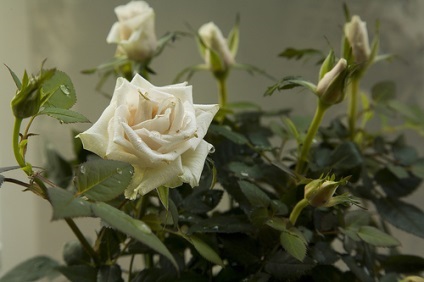 Rose - fotografie rosa, condițiile de creștere, îngrijire și reproducere (iluminat) Rose - fotografie rosa, în creștere condiții, îngrijire și propagare