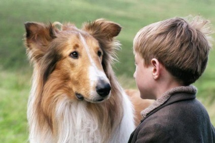 Cele mai bune filme despre caini ( „Hachiko cel mai sigur) Cele mai bune filme despre caini