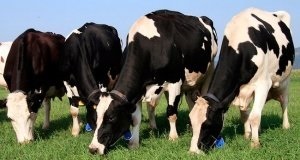 Cele mai multe vaci de lapte descriere Black Rock Pied (rocă) Cele mai multe vaci de lapte Descrierea de rasa neagra-pestriță