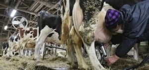 Cele mai multe produse lactate descriere vaci negru rasa alb (negru Pied) Cele mai multe vaci de lapte Descrierea de rasa neagra-pestriță