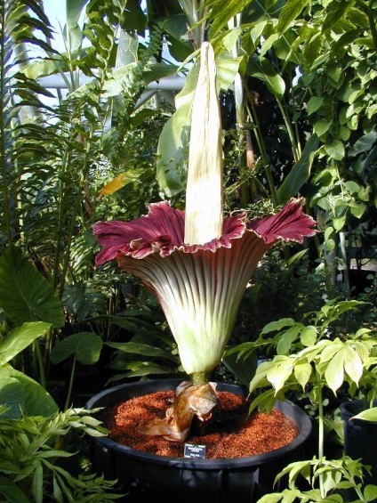 Plantele mai neobișnuite (plante) Plantele cele mai neobișnuite