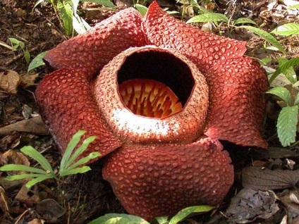 Plantele mai neobișnuite (plante) Plantele cele mai neobișnuite