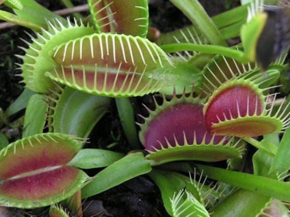 Plantele mai neobișnuite (plante) Plantele cele mai neobișnuite