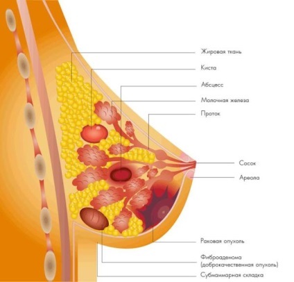 Asigurați ecografică prețurilor Moscova, cei mai buni specialiști (lactate) Asigurați ecografică prețurilor la Moscova, cei mai buni specialiști
