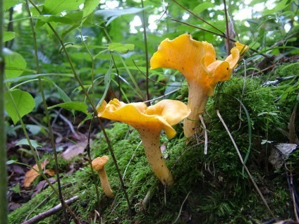 fotografii comestibile ciuperci Chanterelle placă, video și o scurtă descriere a modului în care bureții arata diferit (Chanterelle) fotografii comestibile ciuperci Chanterelle placă, video și o scurtă descriere a modului în care să arate diferit bureții