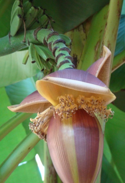 flori comestibile de banane, indiu Rusă (floare) floare de banane comestibilă, Rusă, India