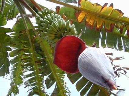 floare de banane comestibile, indiu Rusă (comestibile) floare de banane comestibilă, Rusă, India