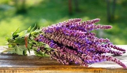 cerere Salvia în ginecologie (salvie) cerere Salvia în ginecologie