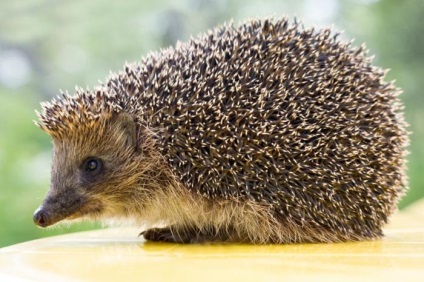 Mai ales cu frunze late păduri, teren, plante și animale (cu frunze late) Mai ales cu frunze late păduri, teren, plante și animale