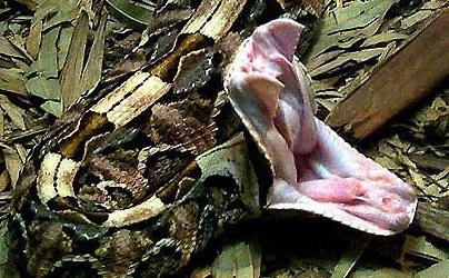 păduri în special cu frunze late, teren, plante și animale (de relief) Mai ales cu frunze late păduri, teren, plante și animale