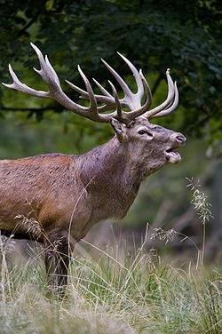 Mai ales cu frunze late păduri, teren, plante și animale (cu frunze late) Mai ales cu frunze late păduri, teren, plante și animale