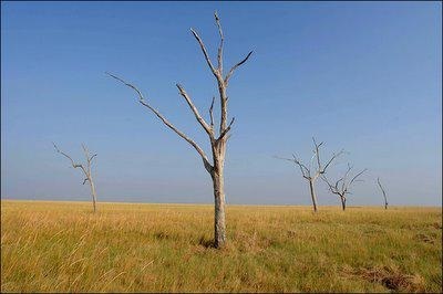 păduri în special cu frunze late, teren, plante și animale (de relief) Mai ales cu frunze late păduri, teren, plante și animale