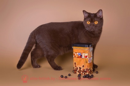 Culoare Chocolate British Shorthair (ciocolată British pisică fotografie) Culoarea Ciocolata de pisici britanice