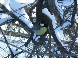 tit Great (chickadee) tit mare