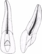 Sky - endodonție clinice (Medie maxilar) Sky - endodonție clinice