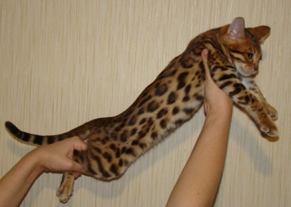 Cât costă un pisoi Bengal (în picioare) Cât costă un pisoi Bengal