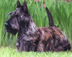Terrier Scotch (Scotch) Scotch terrier