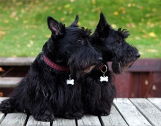terrier Scotch (terrier) Scotch terrier